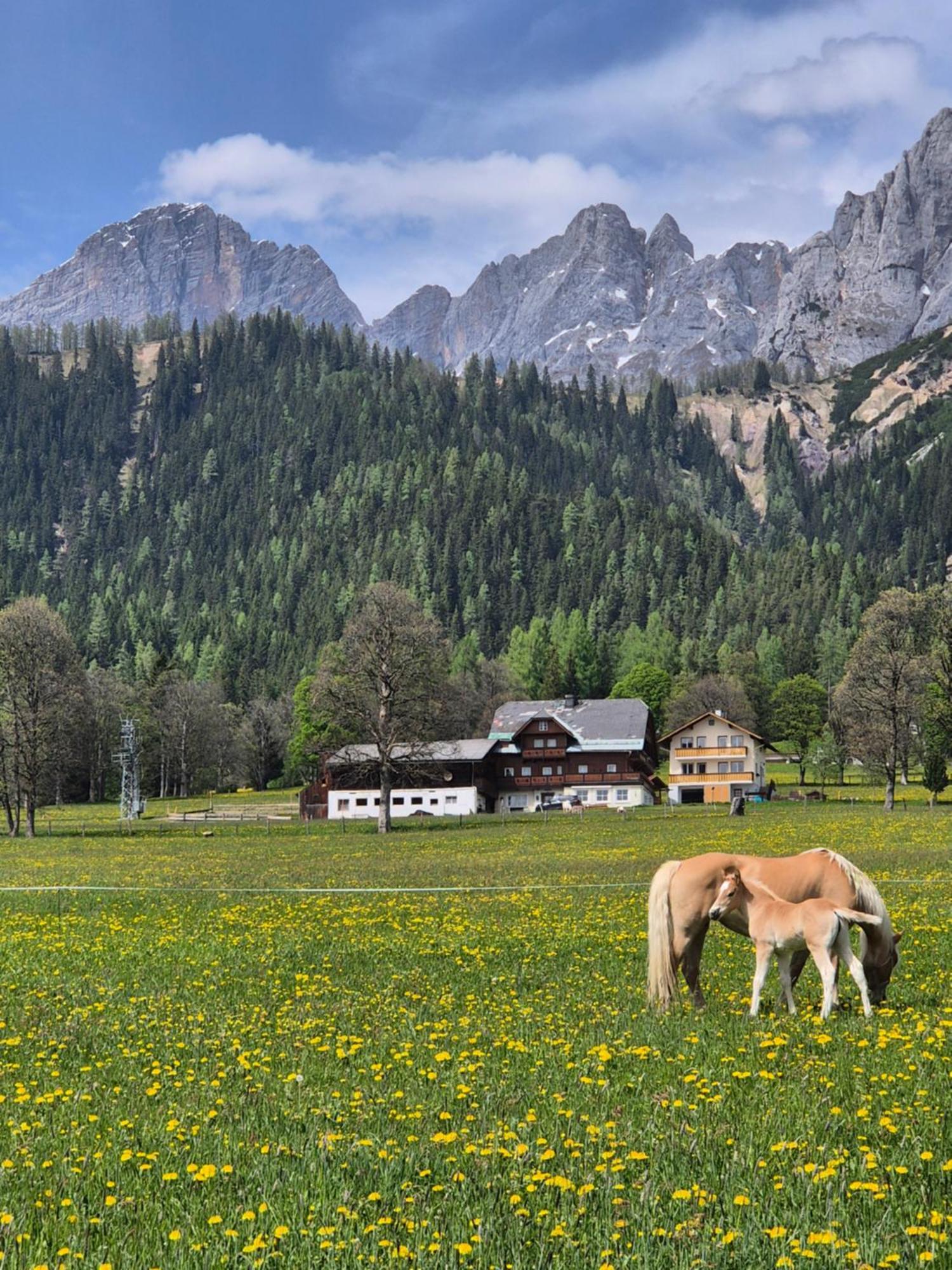 Family Appartment - Dachstein View Ramsau am Dachstein Kültér fotó